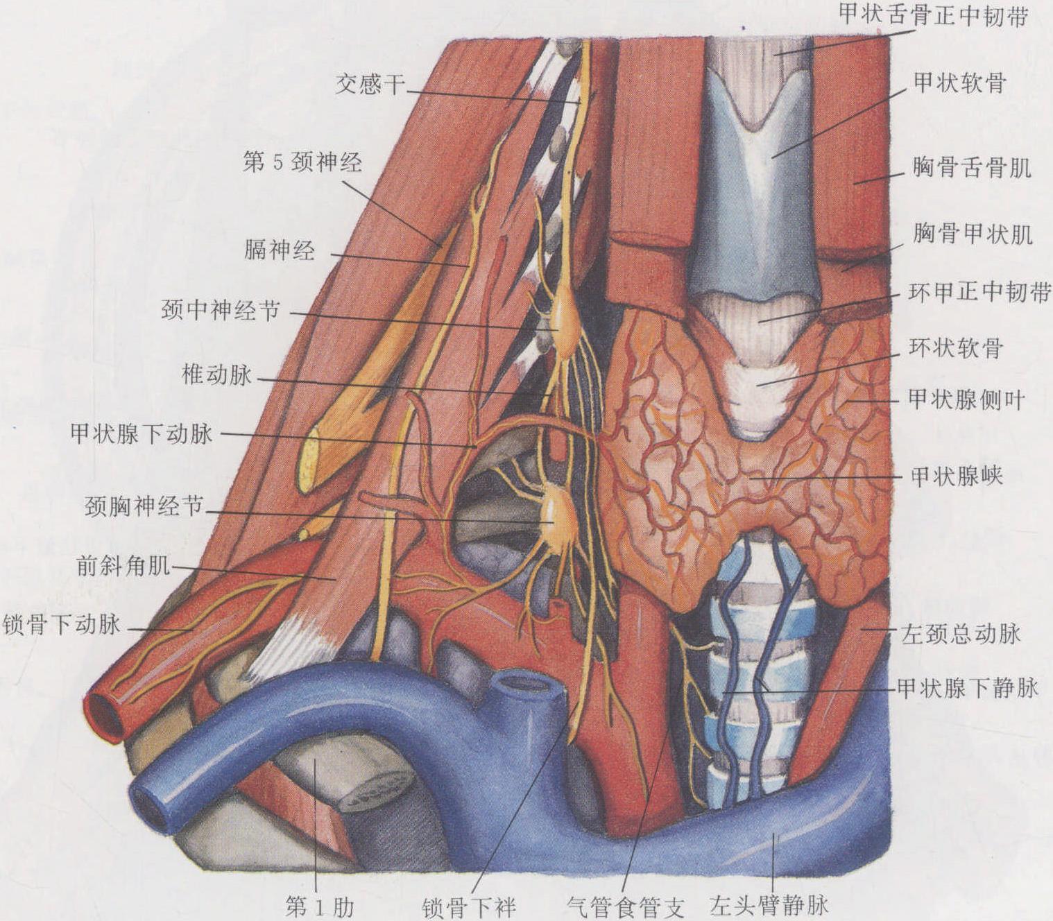 图1-68 颈根部和颈胸神经节